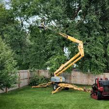 How Our Tree Care Process Works  in  Leadville, CO