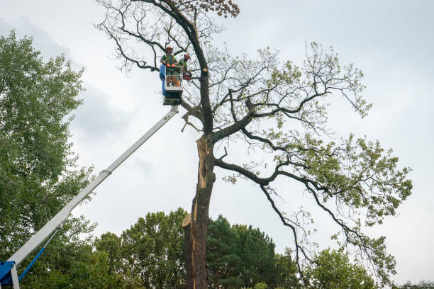 Best Tree Removal  in Leadville, CO