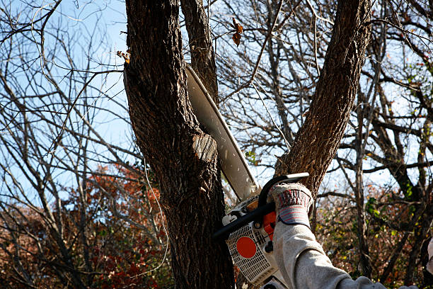 Best Emergency Tree Removal  in Leadville, CO