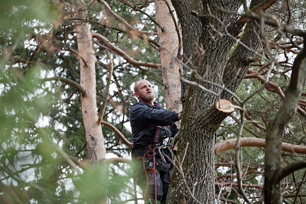 Best Pest Control for Lawns  in Leadville, CO